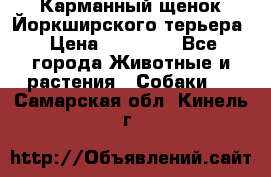 Карманный щенок Йоркширского терьера › Цена ­ 30 000 - Все города Животные и растения » Собаки   . Самарская обл.,Кинель г.